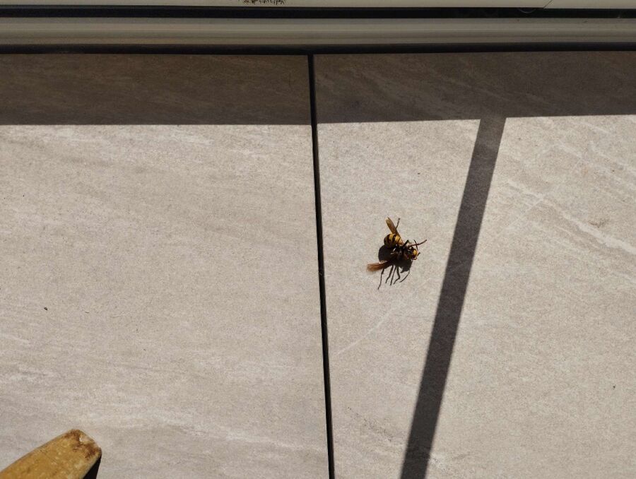 Bienen umsiedeln &  Bienennest entfernen 