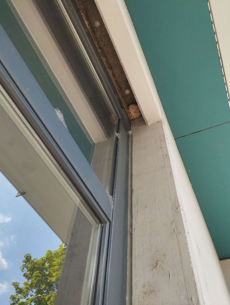 Bienen umsiedeln &  Bienennest entfernen 