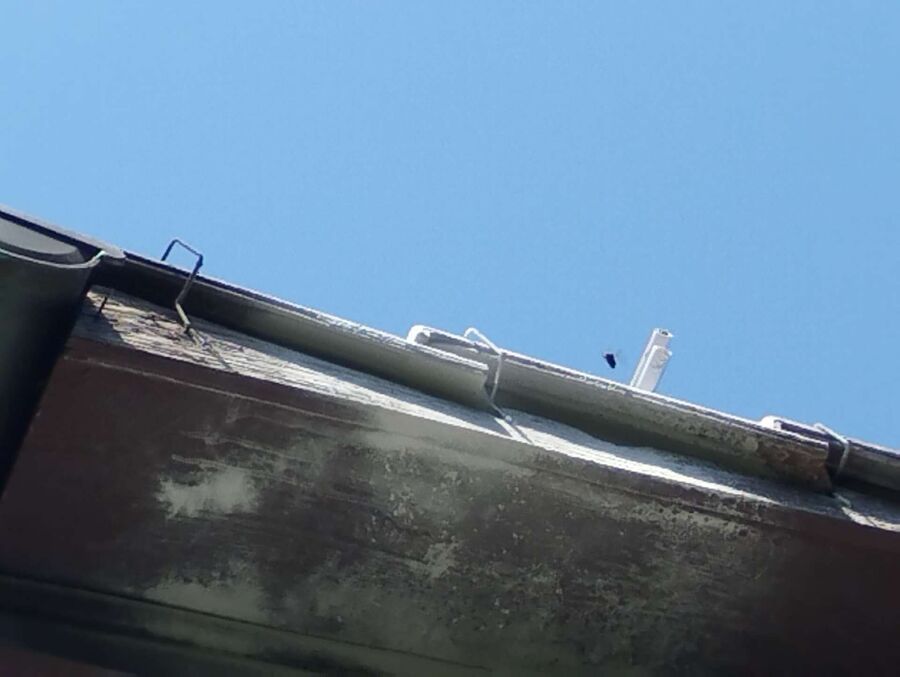  Bienennest entfernen