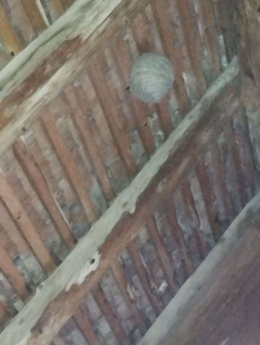 Bienen umsiedeln &  Bienennest entfernen 