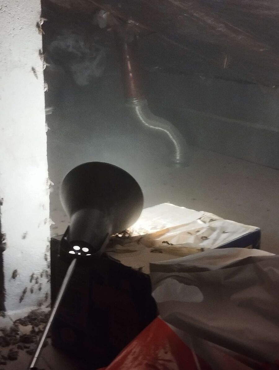 Bienen umsiedeln &  Bienennest entfernen 