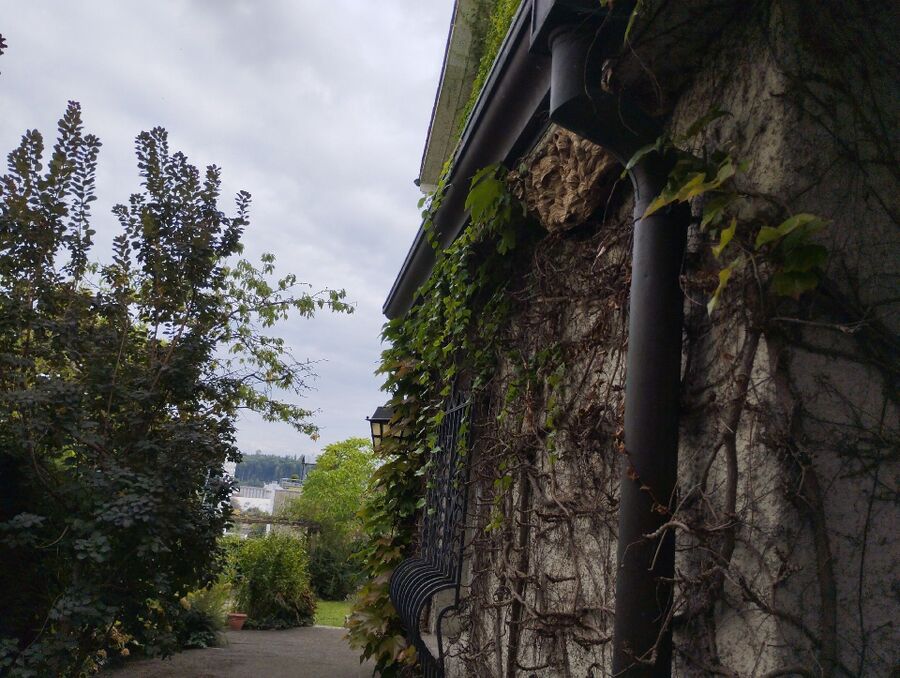  Bienennest entfernen