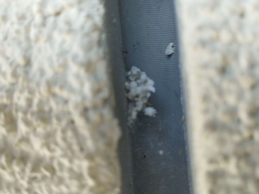 Bienen umsiedeln &  Bienennest entfernen 