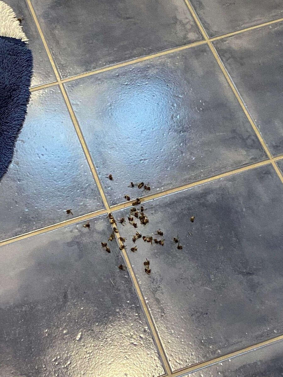  Bienennest entfernen