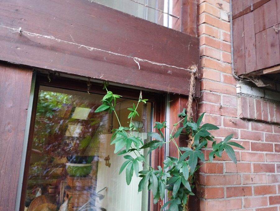 Bienen umsiedeln &  Bienennest entfernen 