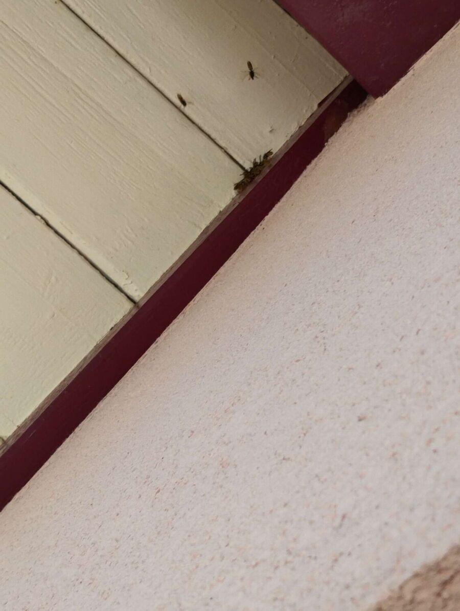  Bienennest entfernen