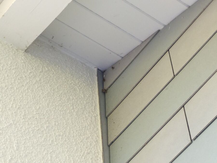 Bienen umsiedeln &  Bienennest entfernen 