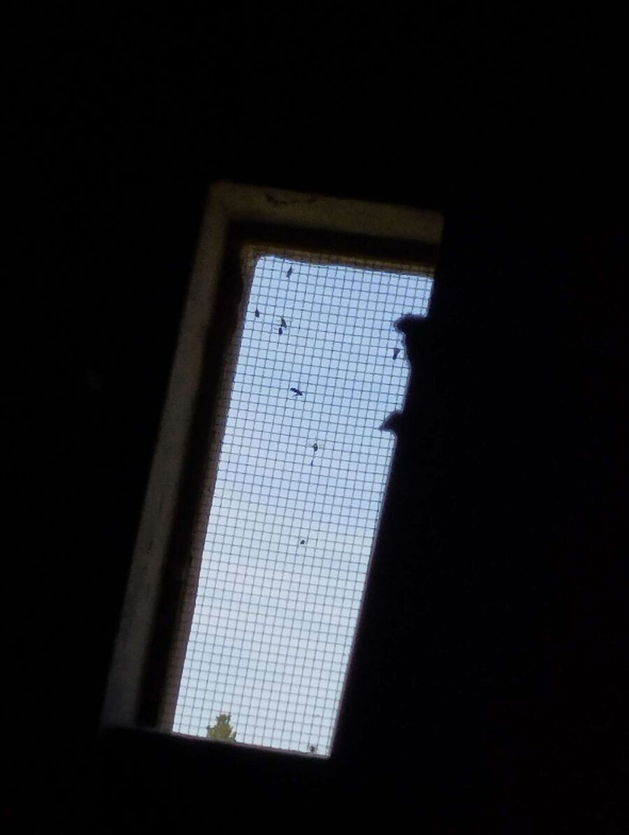  Bienennest entfernen.jpeg