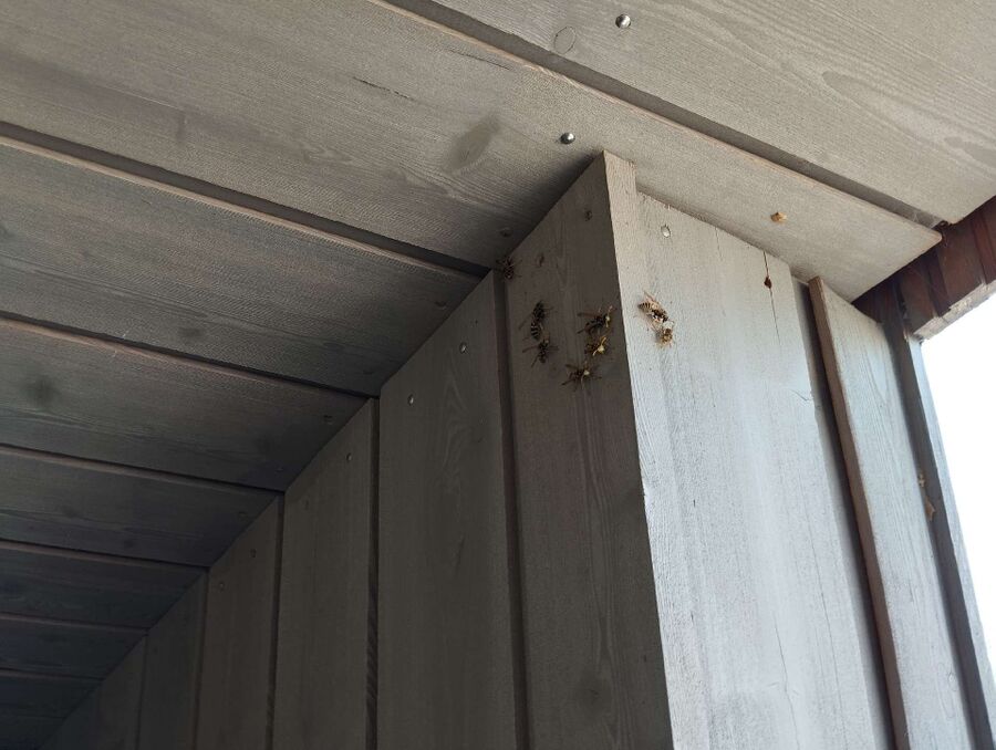 Bienen umsiedeln &  Bienennest entfernen 