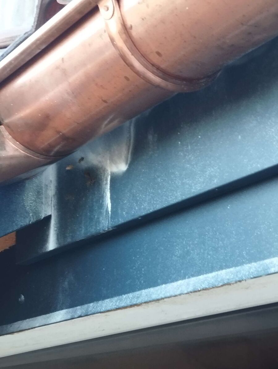 Bienen umsiedeln &  Bienennest entfernen 