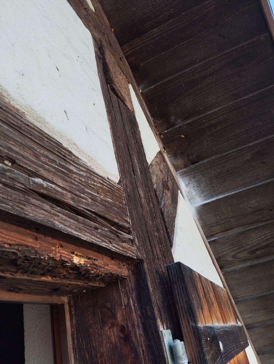 Bienen umsiedeln &  Bienennest entfernen 