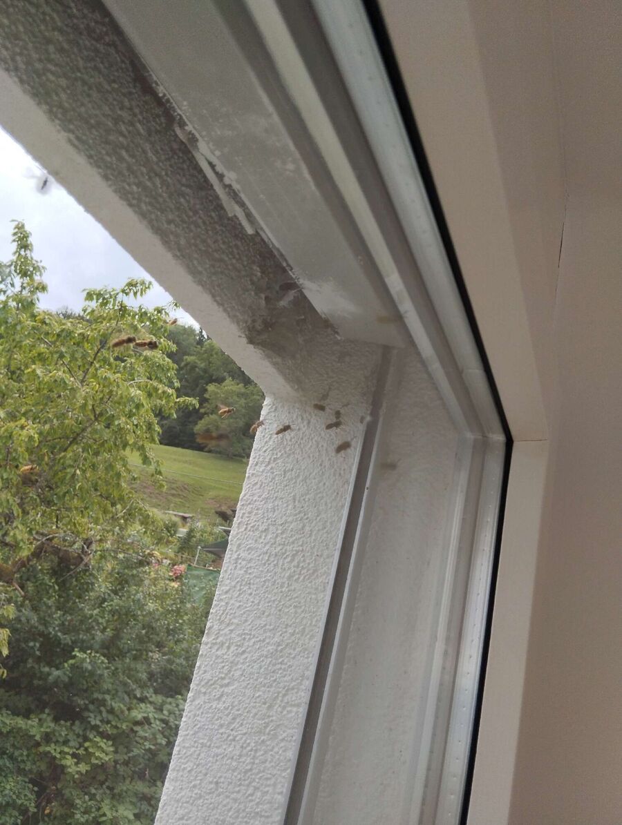 Bienen umsiedeln &  Bienennest entfernen 