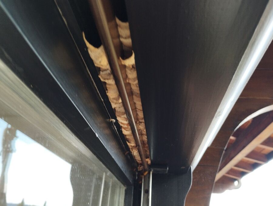  Bienennest entfernen.jpeg