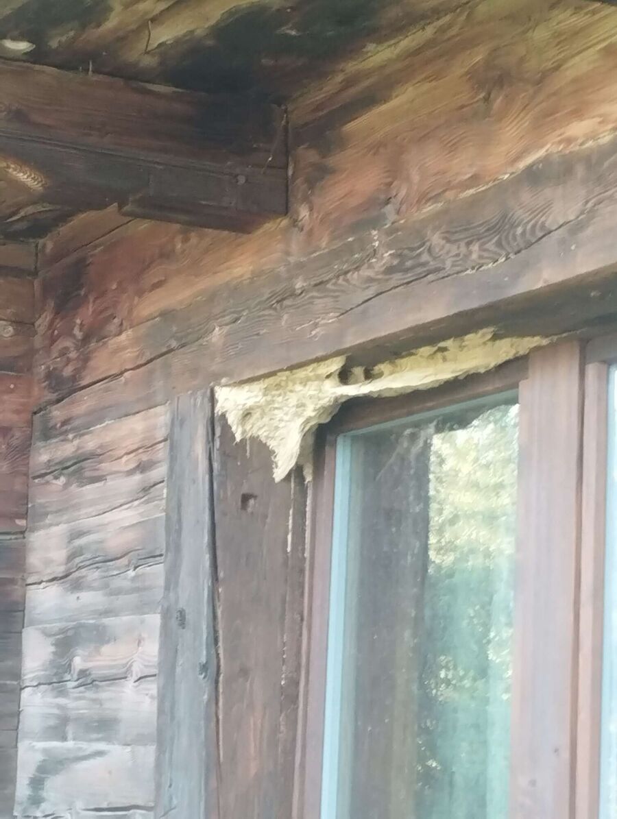  Bienennest entfernen