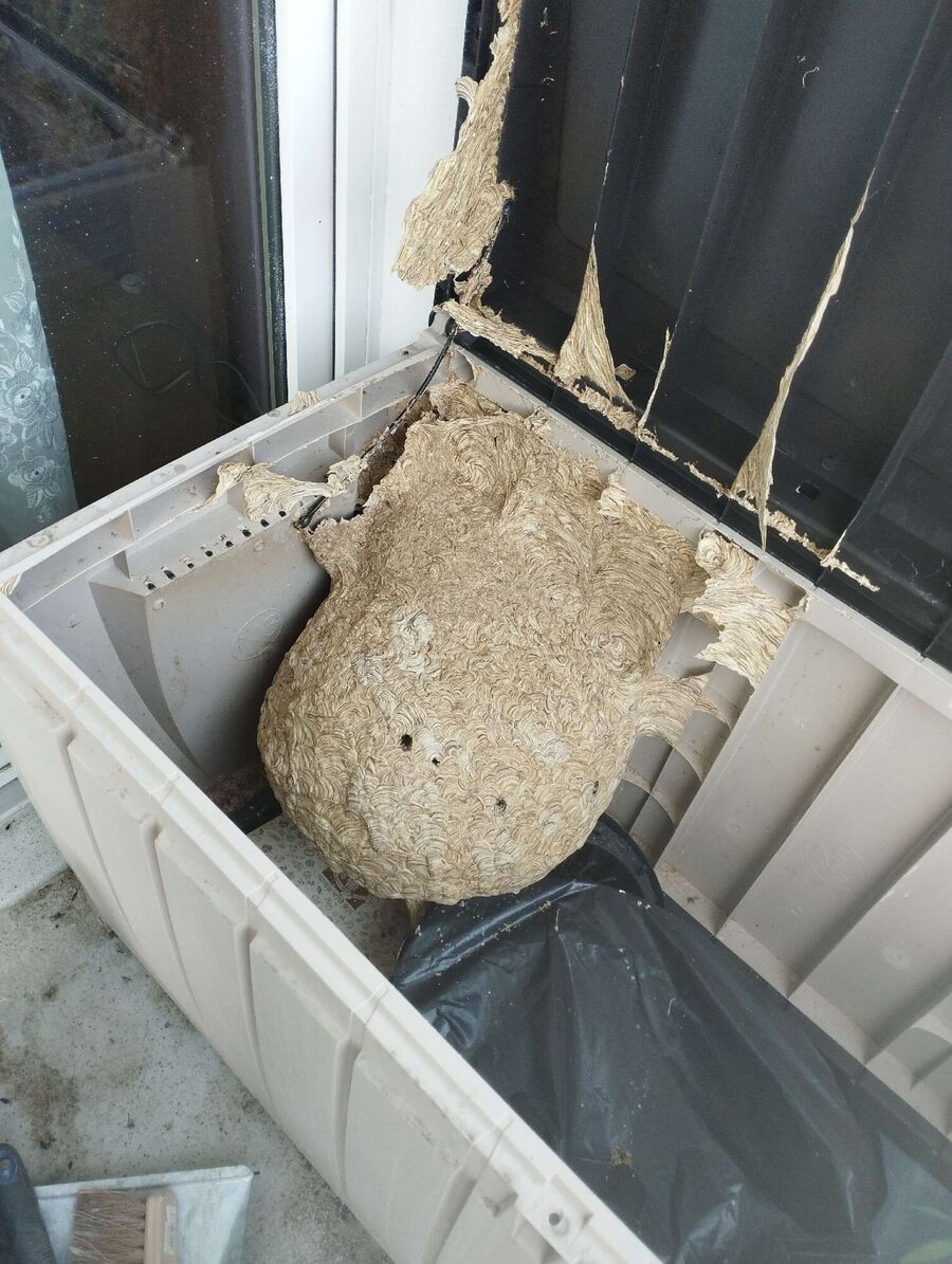 bienennest-am-haus-entfernen.jpg