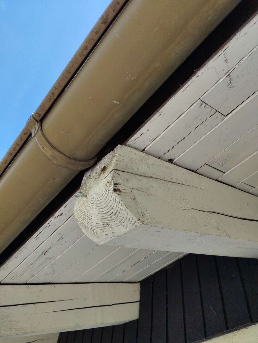  Bienennest entfernen.jpeg