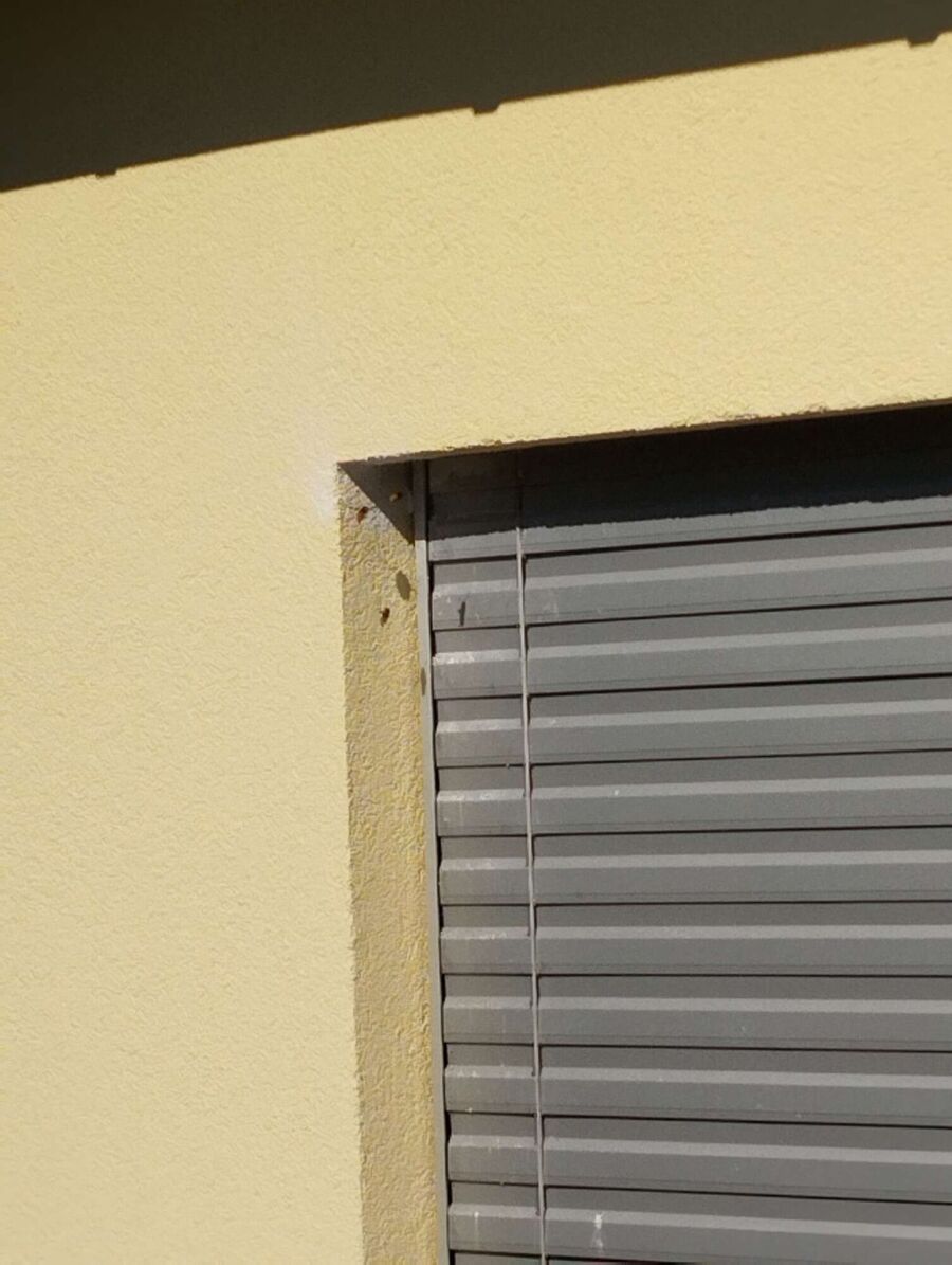 Bienen umsiedeln &  Bienennest entfernen 