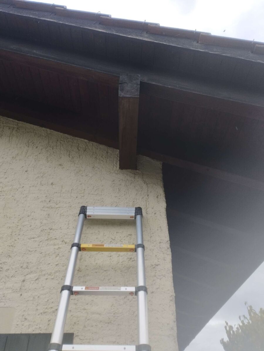  Bienennest entfernen