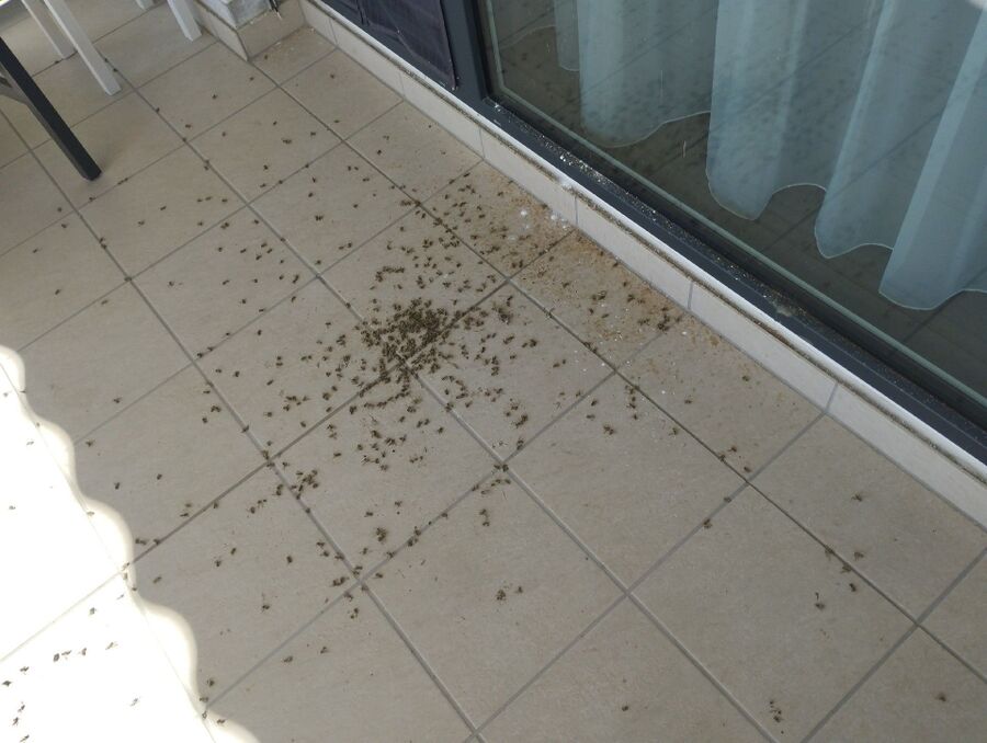  Bienennest entfernen