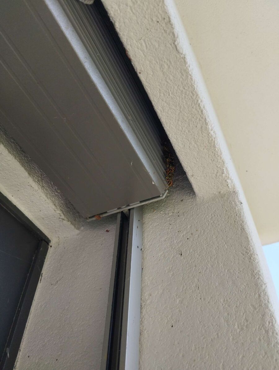  Bienennest entfernen