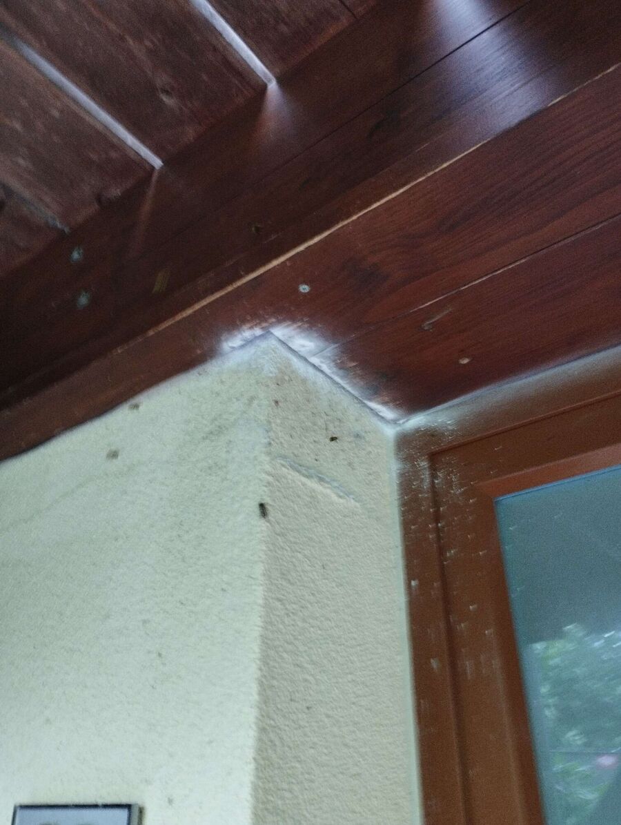 Bienen umsiedeln &  Bienennest entfernen 