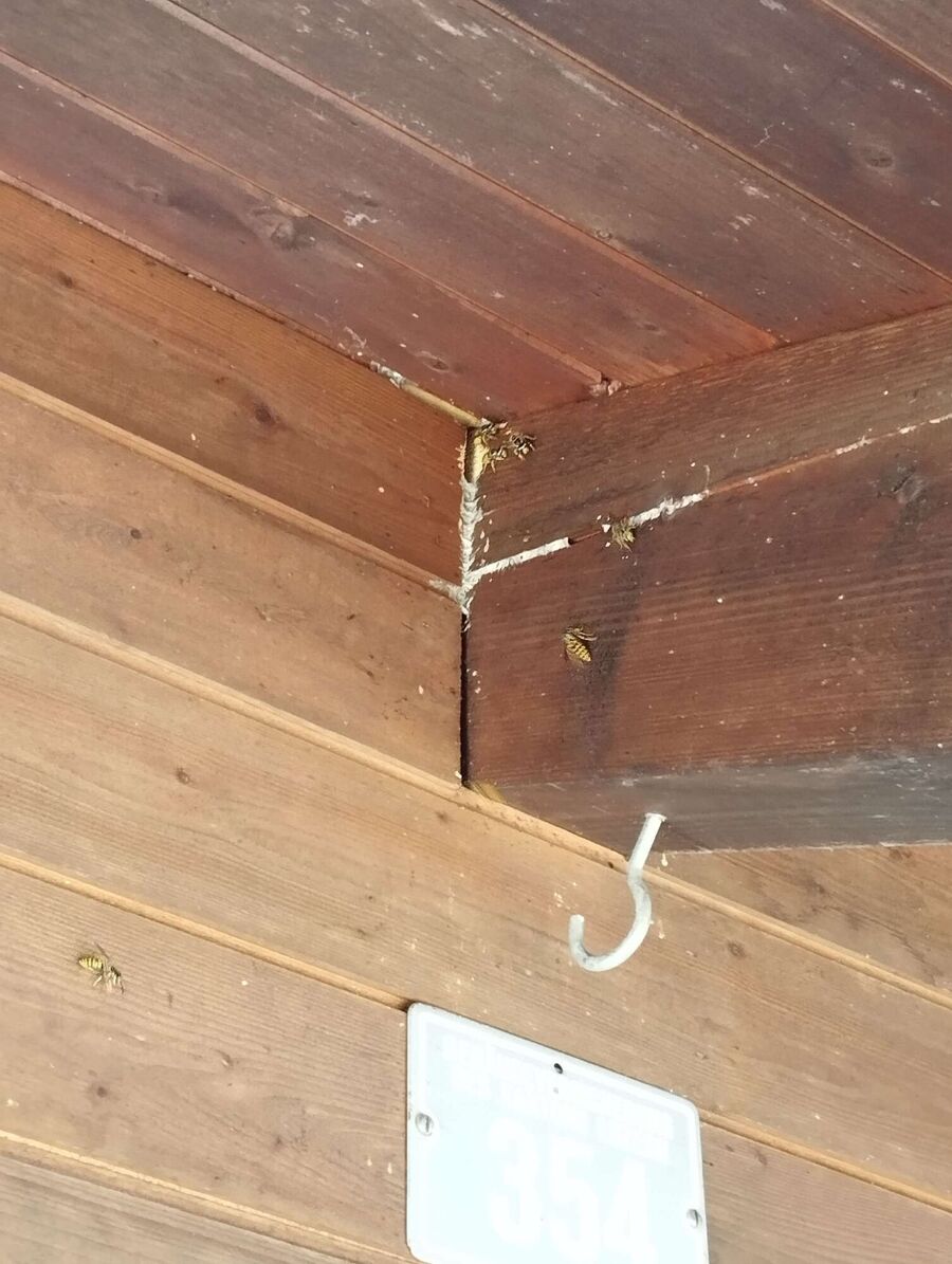  Bienennest entfernen.jpeg