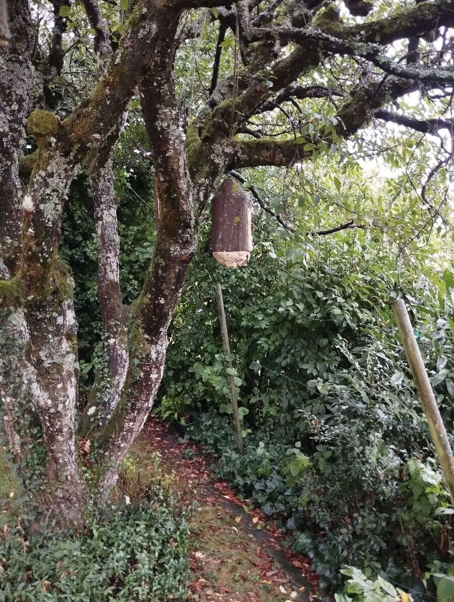  Bienennest entfernen