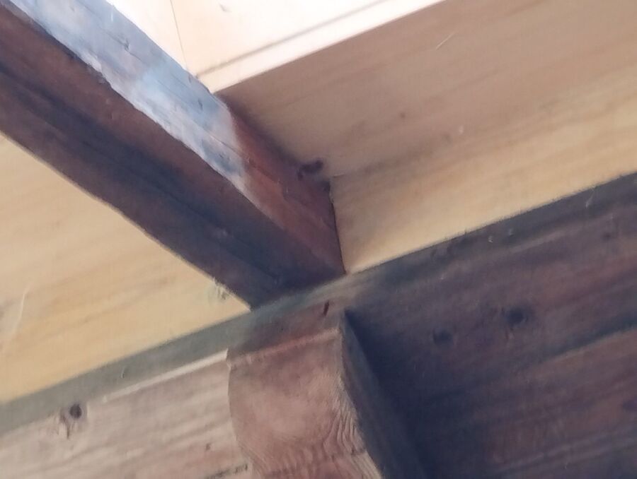 Bienen umsiedeln &  Bienennest entfernen 