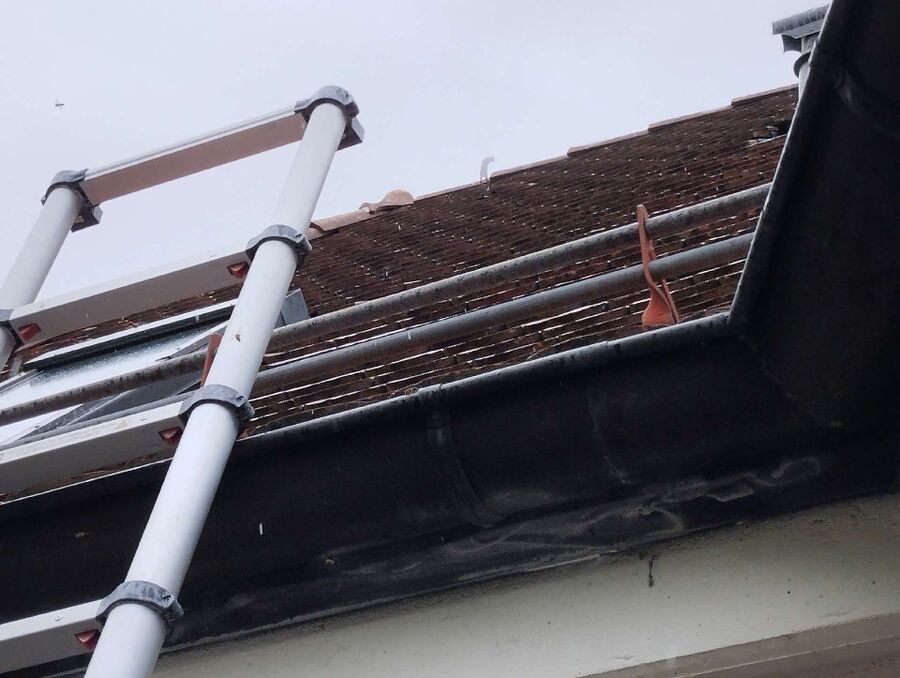  Bienennest entfernen