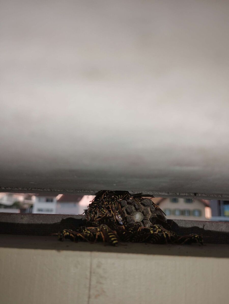 Bienen umsiedeln &  Bienennest entfernen 