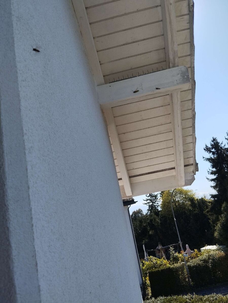 Bienen umsiedeln &  Bienennest entfernen 