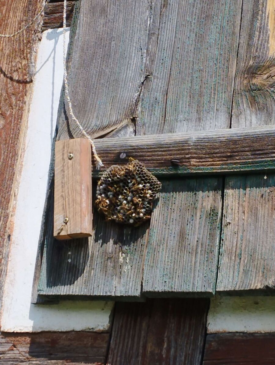  Bienennest entfernen