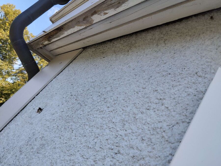 Bienen umsiedeln &  Bienennest entfernen 