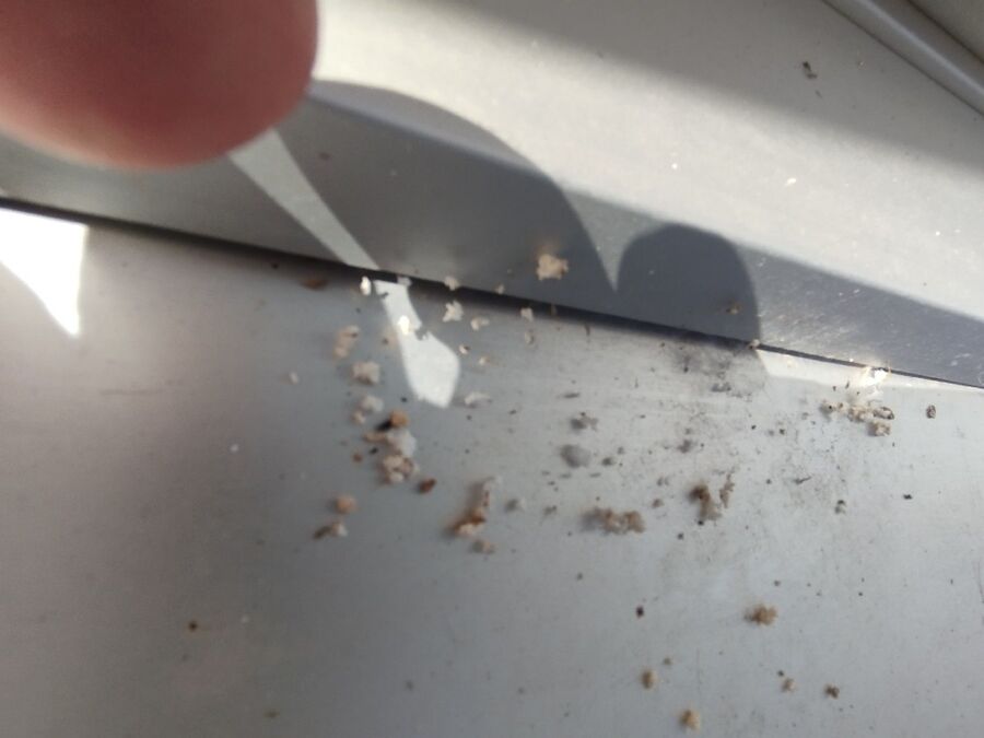  Bienennest entfernen