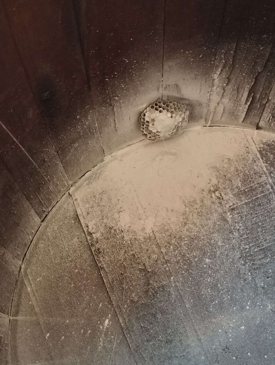 Bienen umsiedeln &  Bienennest entfernen 