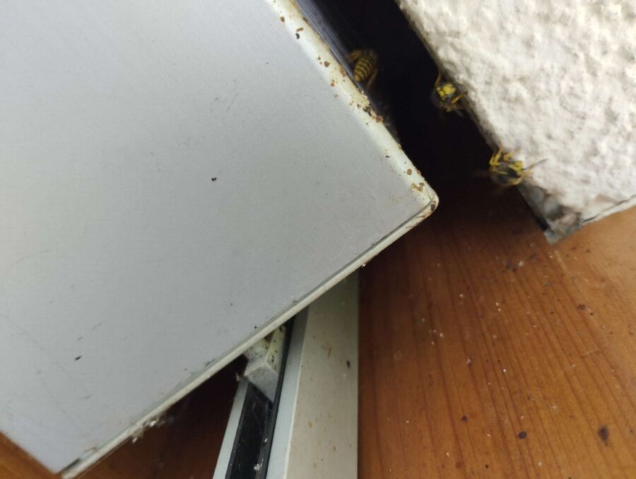  Bienennest entfernen