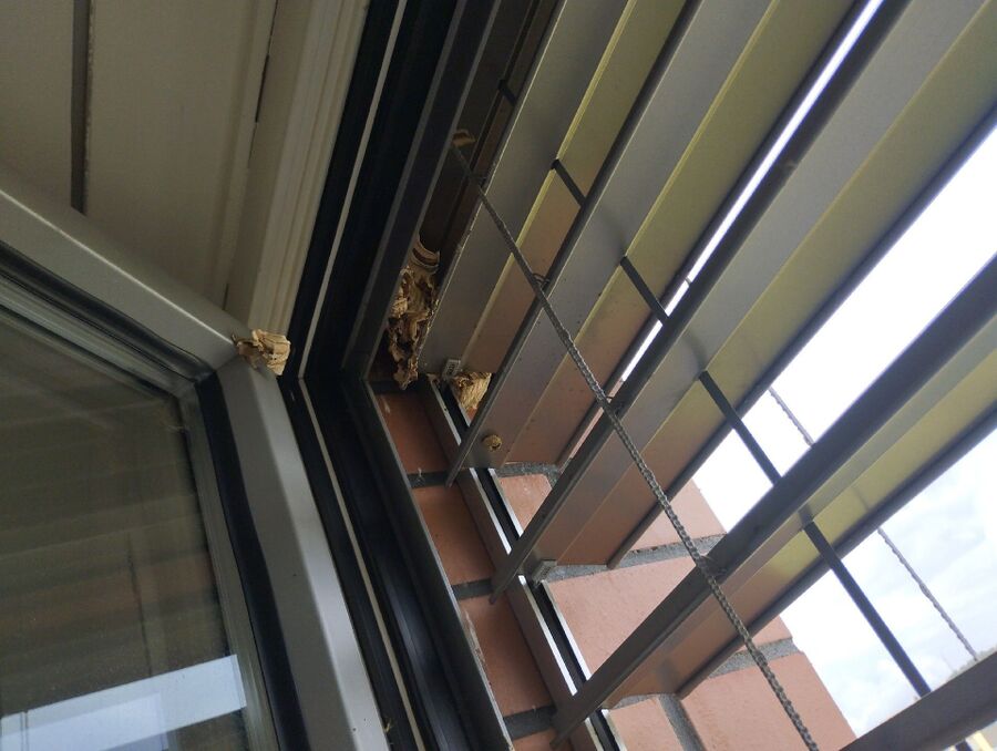  Bienennest entfernen