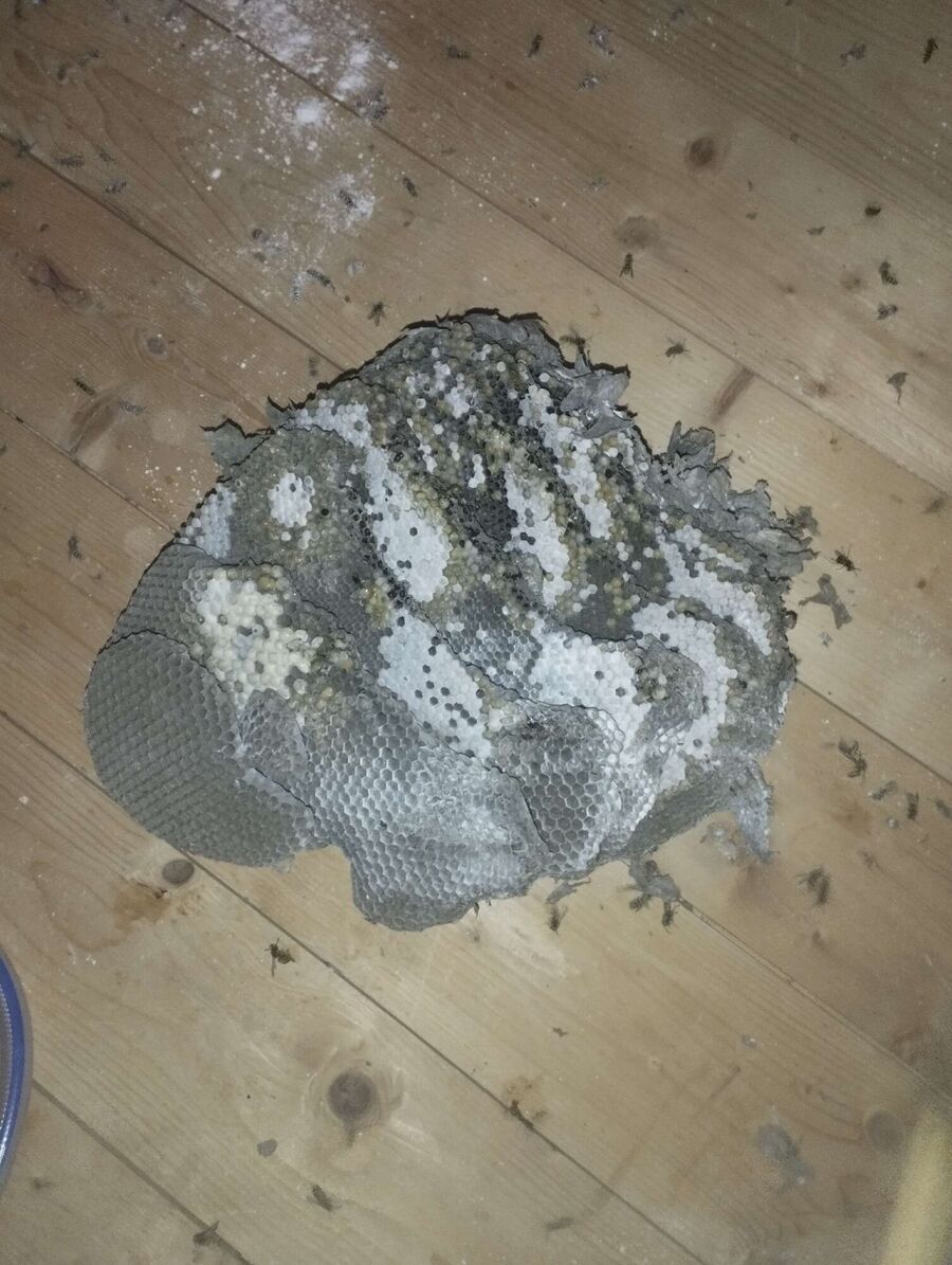  Bienennest entfernen