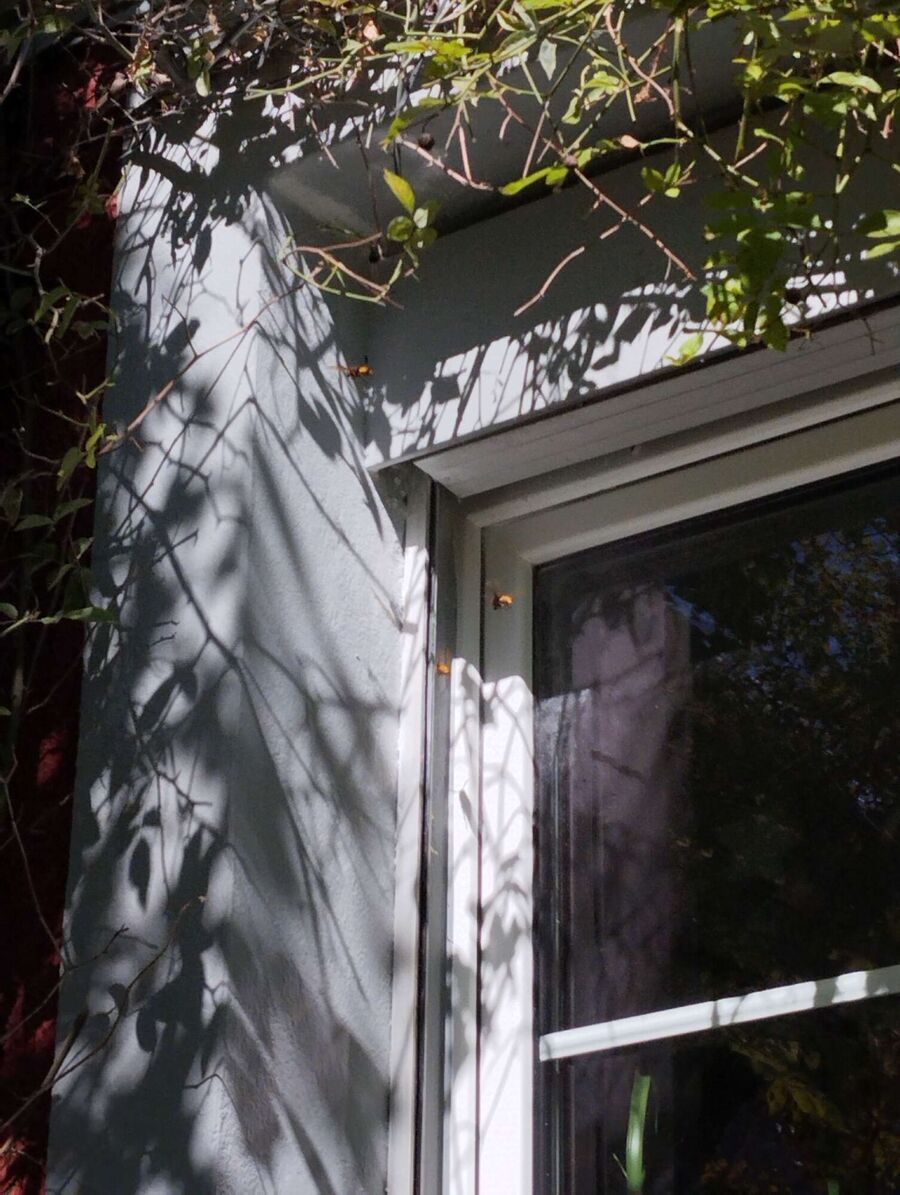  Bienennest entfernen