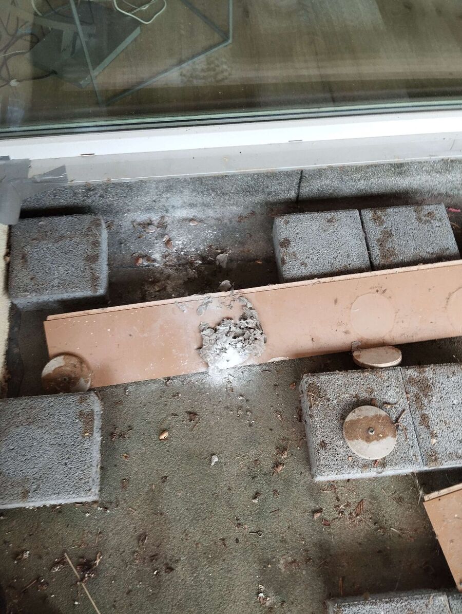 Bienen umsiedeln &  Bienennest entfernen 