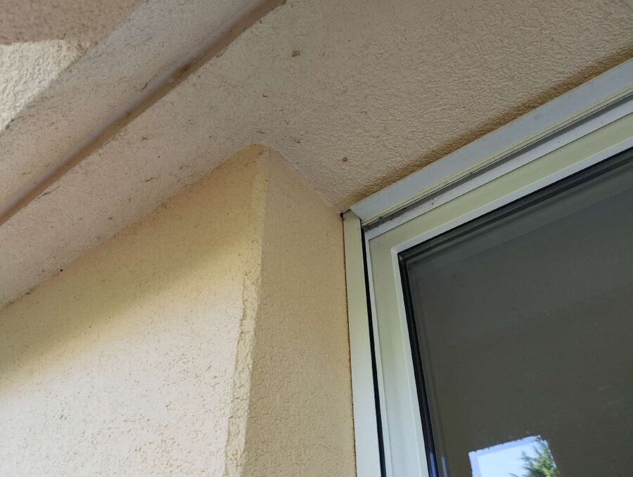  Bienennest entfernen