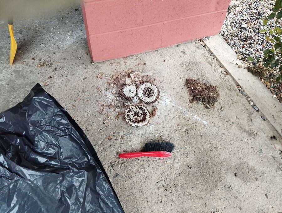 Bienen umsiedeln &  Bienennest entfernen 