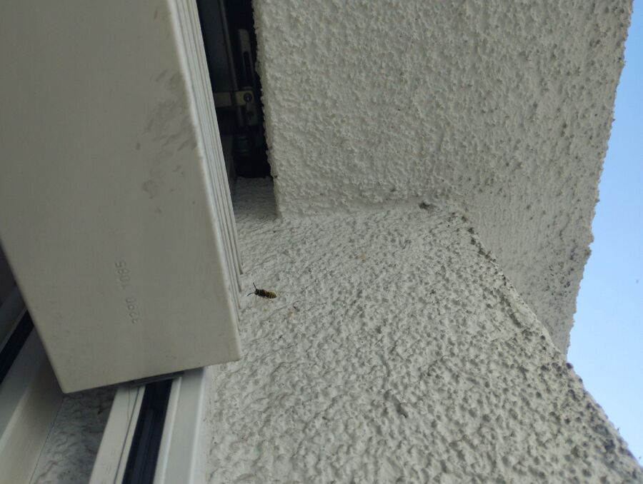  Bienennest entfernen.jpeg