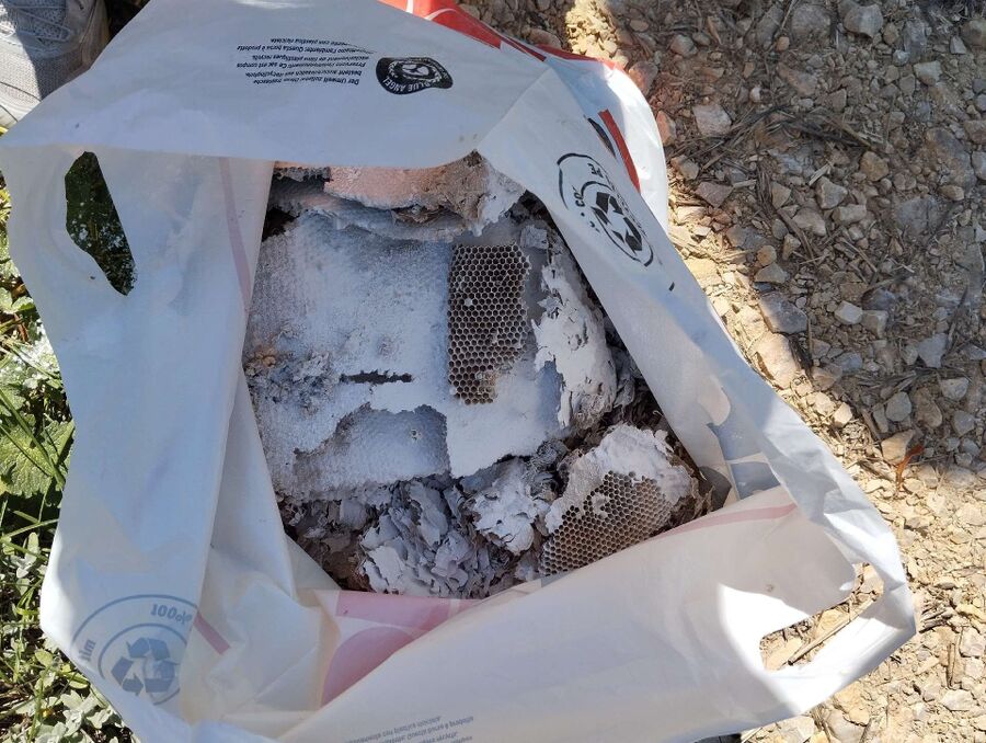 Bienen umsiedeln &  Bienennest entfernen 