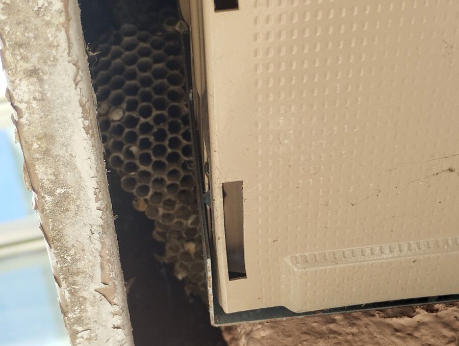  Bienennest entfernen