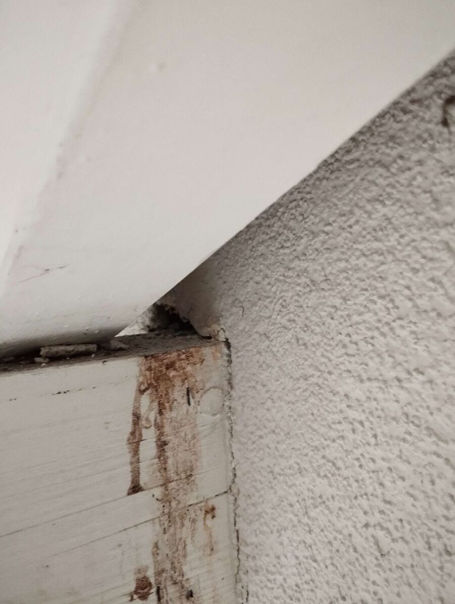  Bienennest entfernen.jpeg