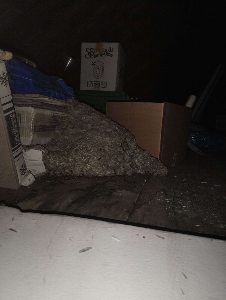 Bienen umsiedeln &  Bienennest entfernen 