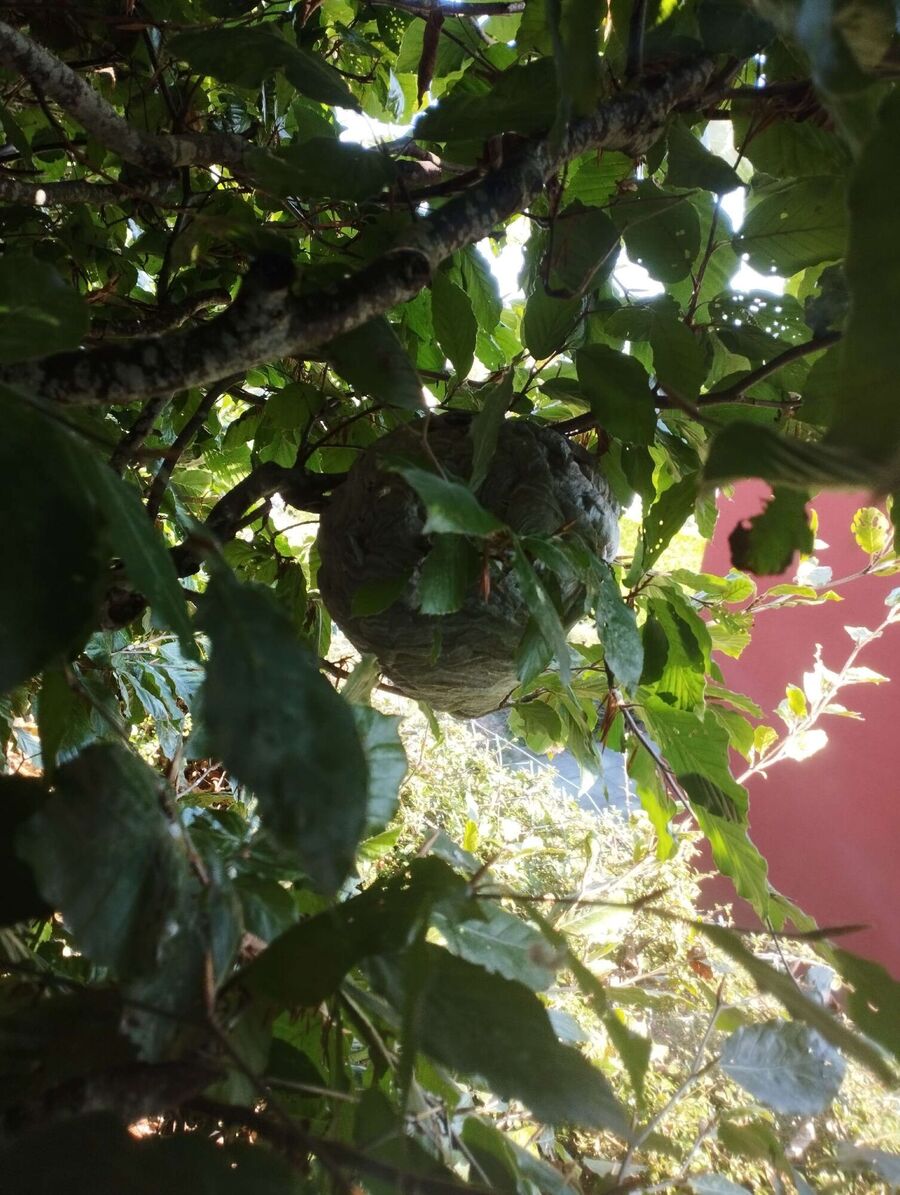 Bienen umsiedeln &  Bienennest entfernen 