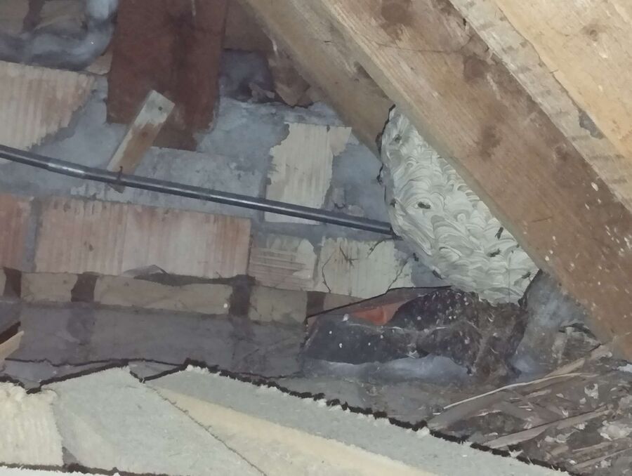  Bienennest entfernen.jpeg