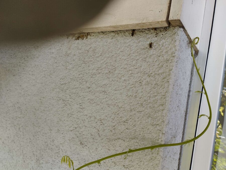  Bienennest entfernen.jpeg